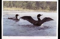 Yodeling - Common Loon