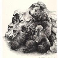 Grizzly Bear Family