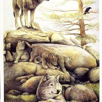 Wolf Family