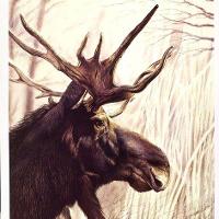 Moose