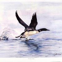 Common Loon