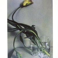 Man Ray Tulip