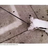 Poodle on Leash with Cement Patterns