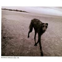 Wolfhound on Beach
