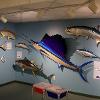 Ocean Fish Gallery 