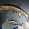 Ocean Fish Gallery 