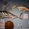 Ocean Fish Gallery 