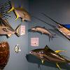 Ocean Fish Gallery 