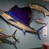 Ocean Fish Gallery 