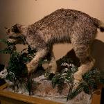 Arctic Animals Exhibit