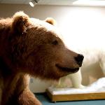 Arctic Animals Exhibit