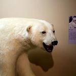 Arctic Animals Exhibit