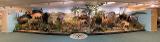 African Exhibit