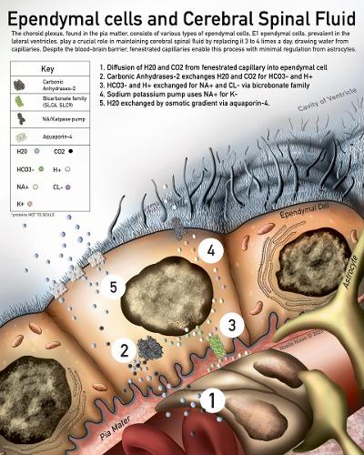 Life Sciences and Pre-Medical Illustration