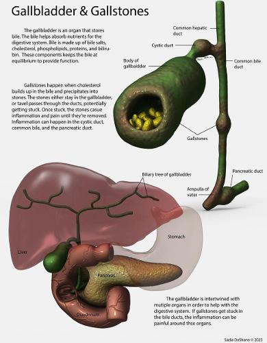 Life Sciences and Pre-Medical Illustration