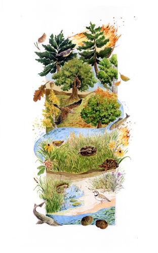 Illustration