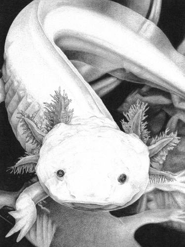 Abigail McDiarmid artwork