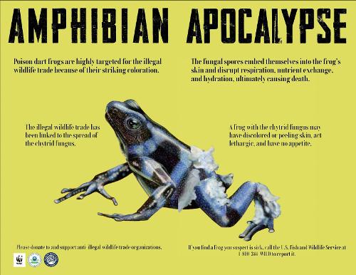 Lindsey Fortuna artwork