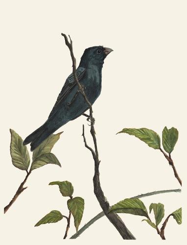 Francesca Smorch artwork