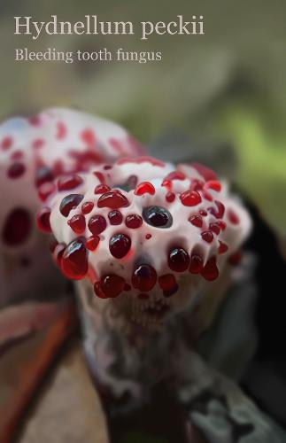 Sabina Zakirova artwork