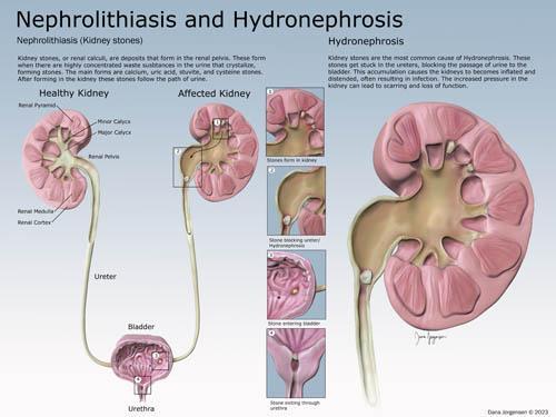 Life Sciences and Pre-Medical Illustration
