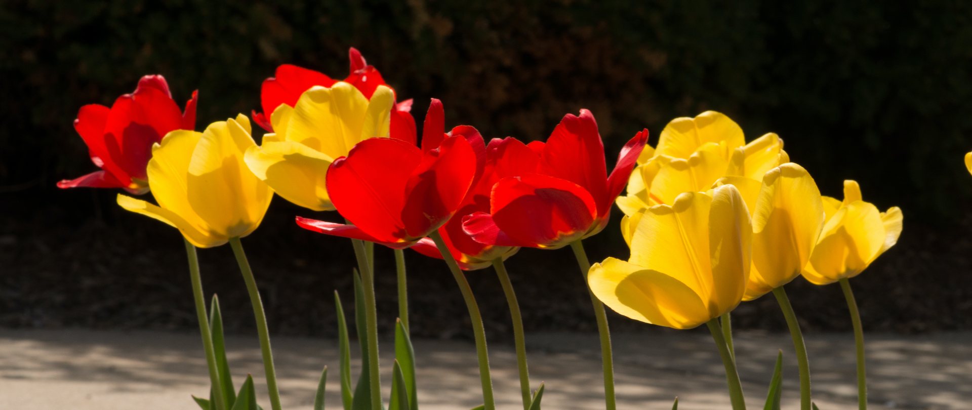 Ferris Flowers