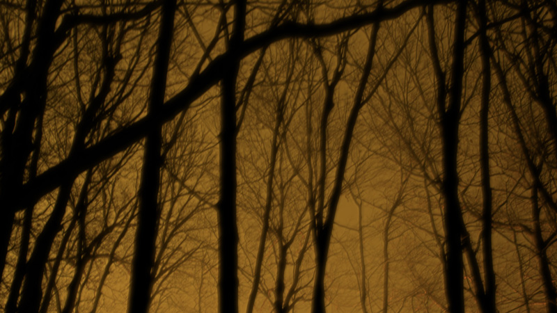 A blurry photograph of a golden sky at dusk, taken through thin leafless trees