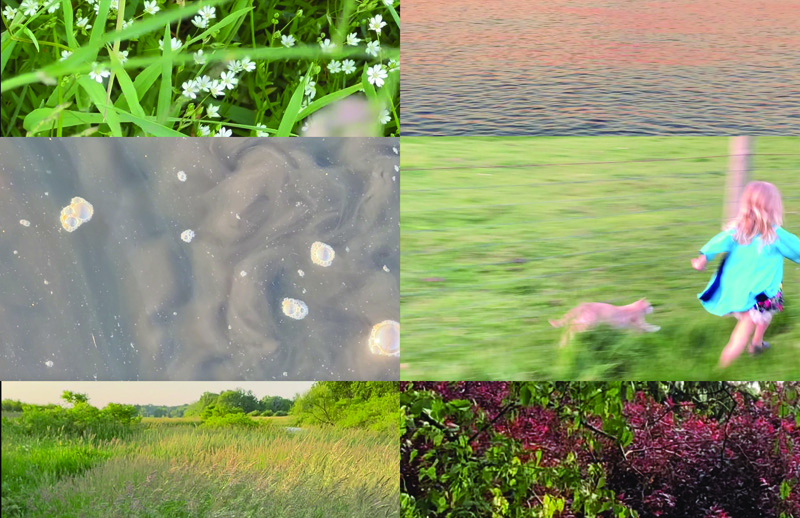 A collage oh photographs depicting a grassy field, the placid surface of a lake, flowers growing in tall grass, and a young girl and a tabby cat running through a field 