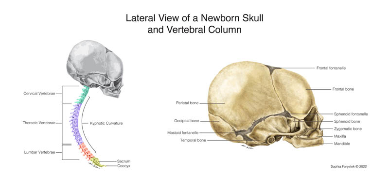 A medical illustration of a newborn infant's skull and vertebral column