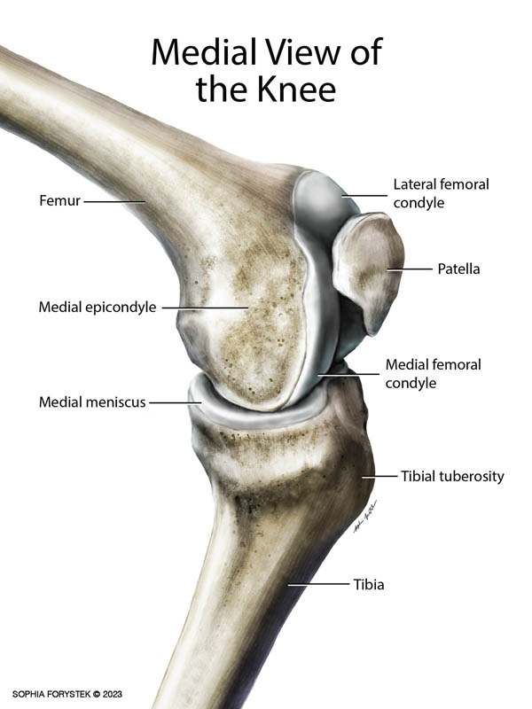 A medical illustration of a human knee
