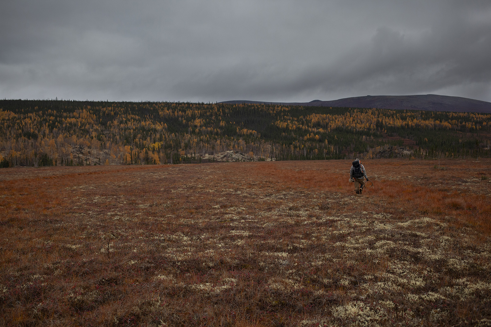 Natural landscape with brown grassy fields and a person with hunting equipment walking toward a forest with green and golden yellow trees.