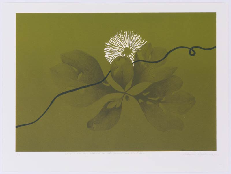 A print of a flower