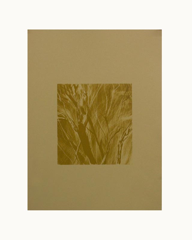 a print of reeds