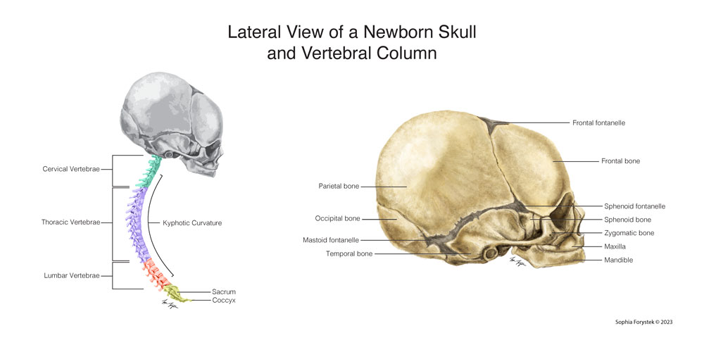 medical illustration of a skull