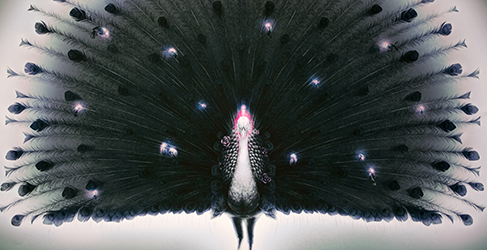 Illustration of a peacock