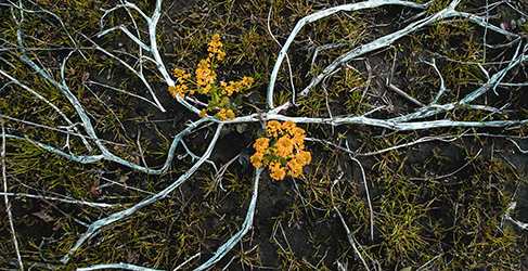 Photograph of a twig and a flower