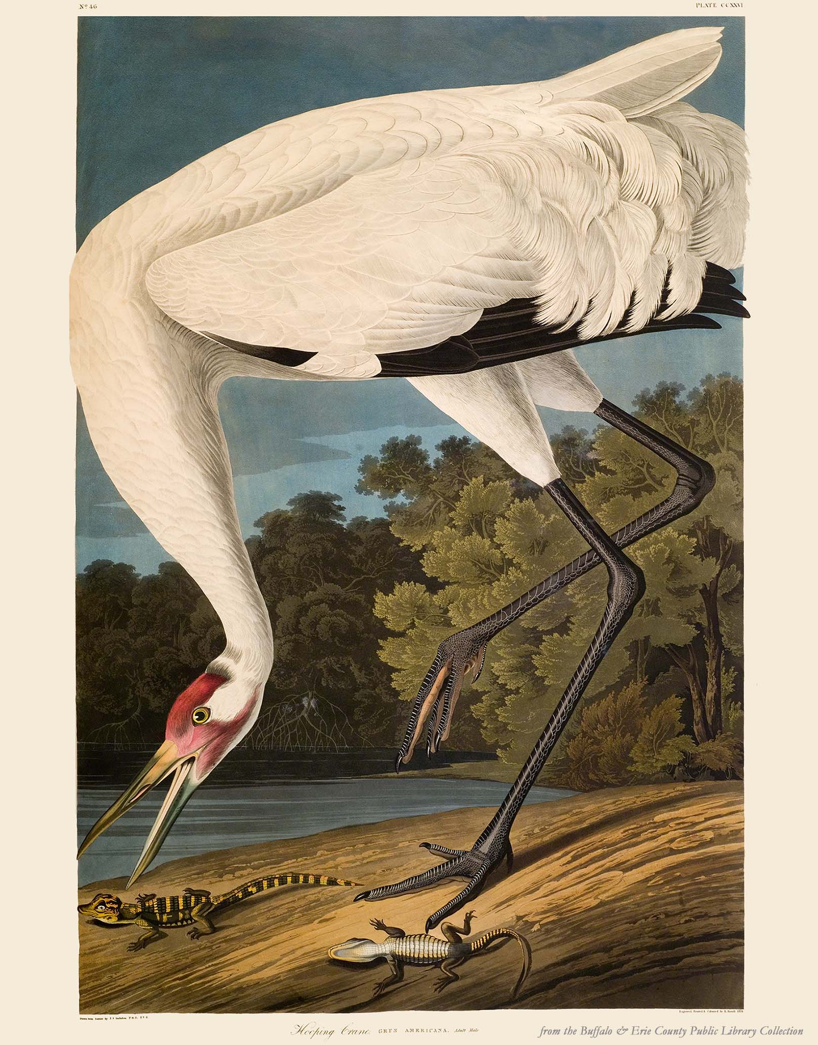 single white whooping crane standing over two lizards