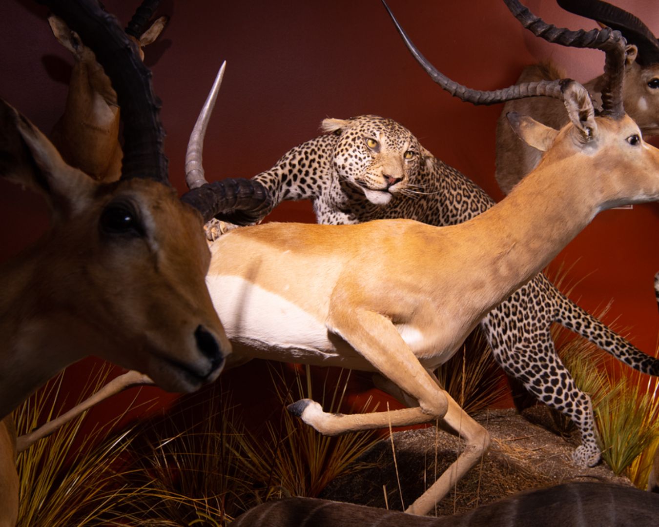 Leopard hunting impala and lesser kudu.
