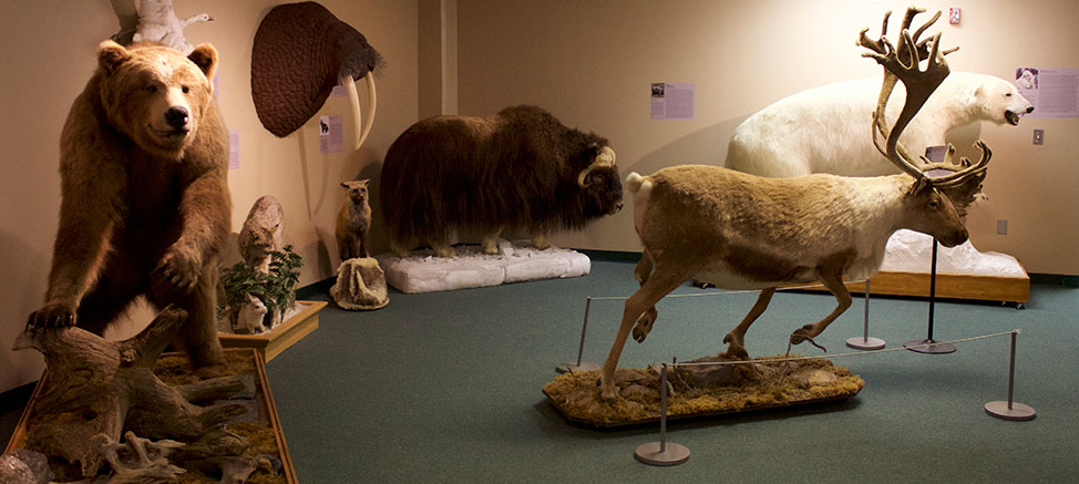 Arctic Animals Exhibit 