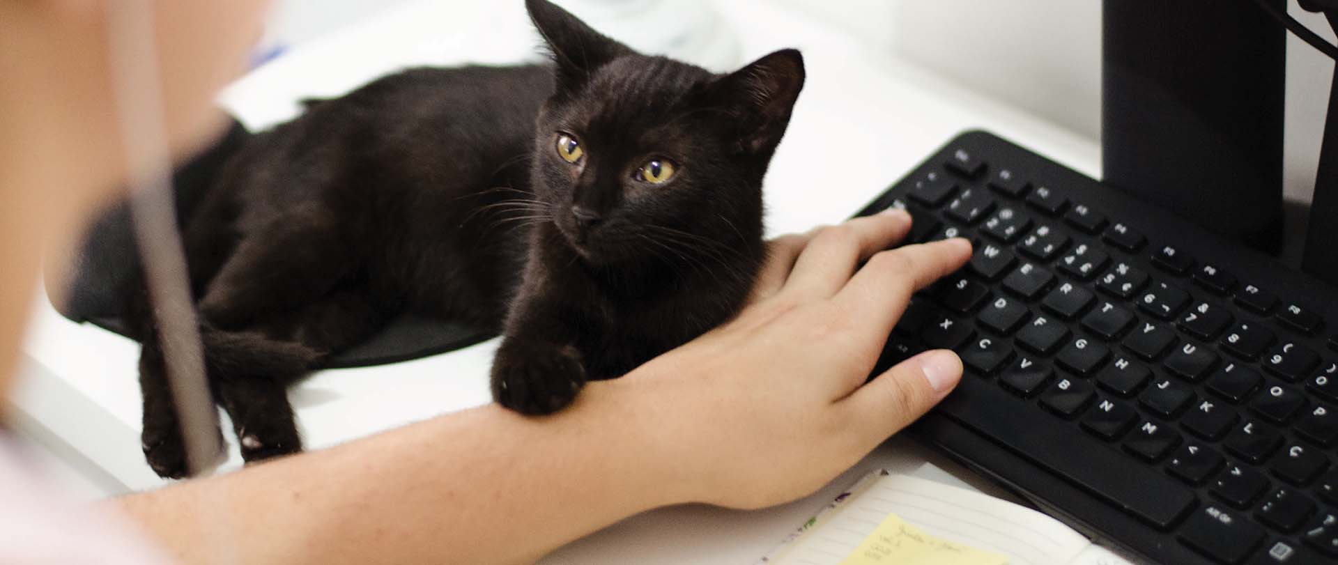 Pet laying on a keyboard with a student