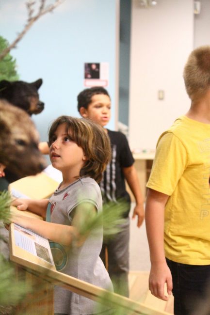 A student from Brookside Elementary School looks at the animal exhibits in Card Wildlife Education Center.