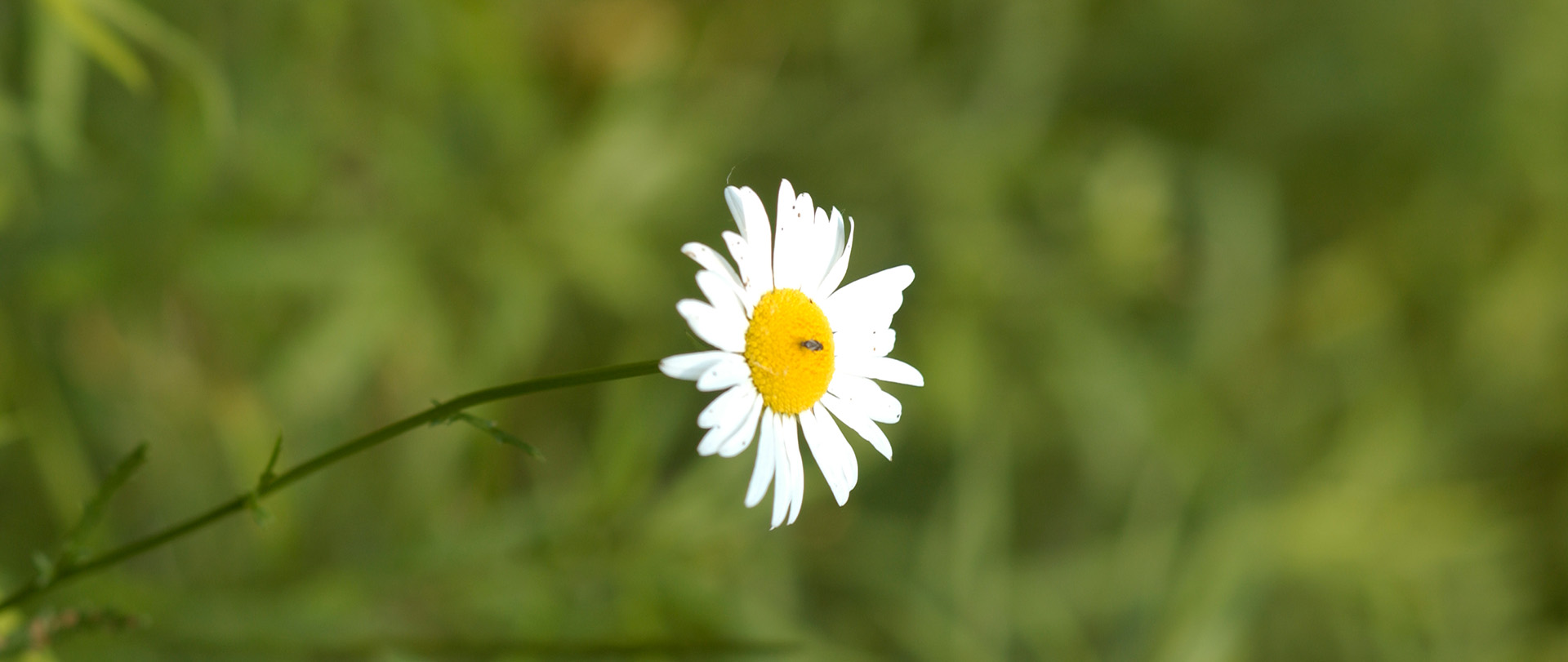 Image of a flower at the Richard A. Santer Nature Preserve at Ferris State University