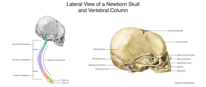 an illustration of a newborn skull by Sophia Forystek