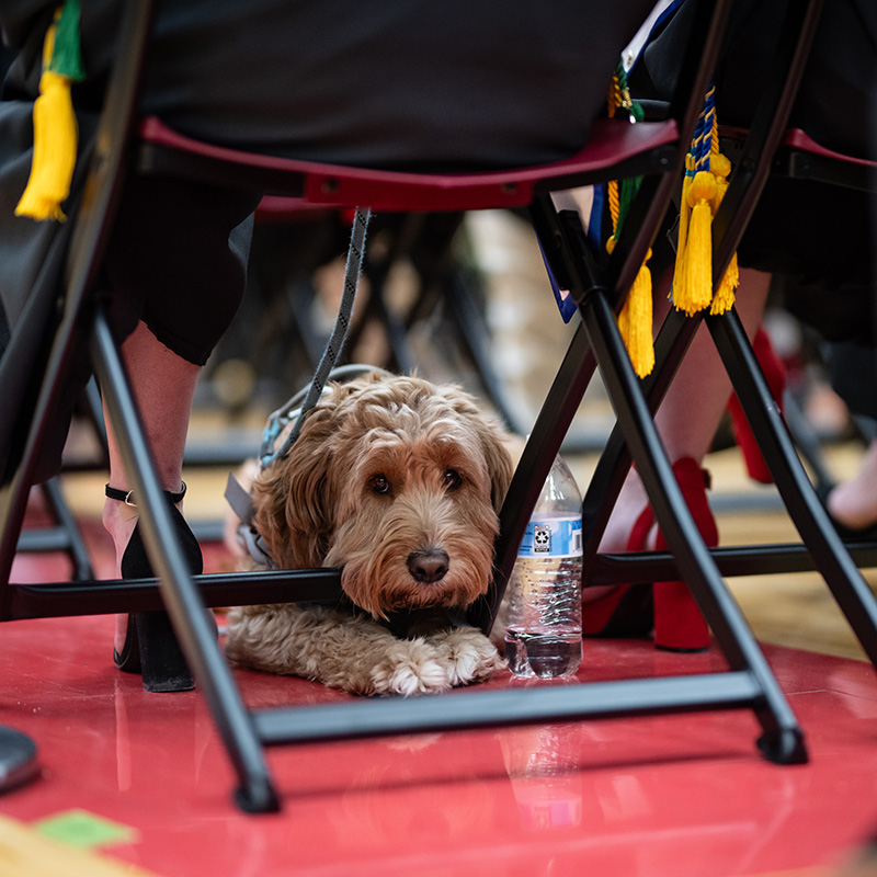 Lily Degroot and her service dog at commencement