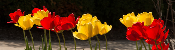 tulips